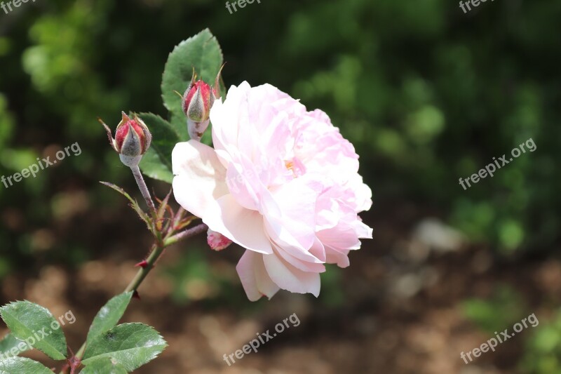 Flower Rose Leaves Nature Blossom