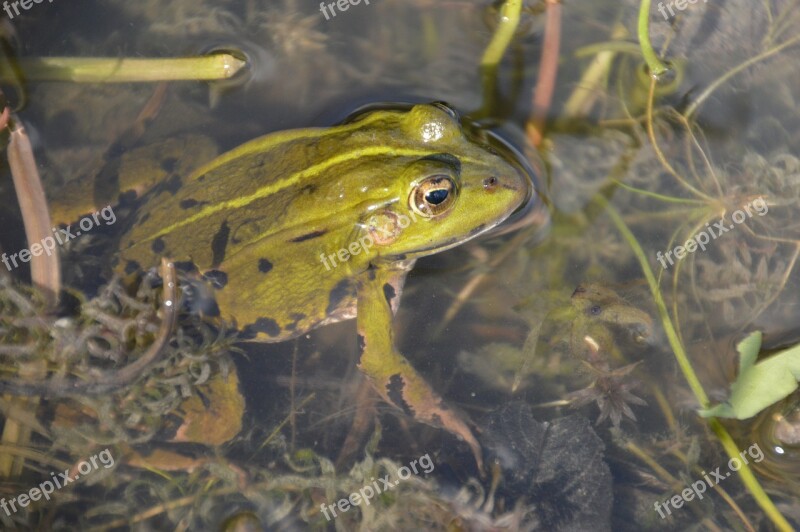 Frog Toad Amphibians Green Nature