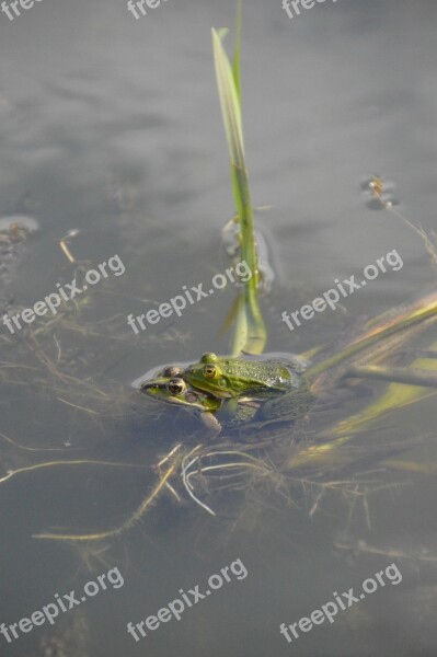 Frog Toad Amphibians Green Nature