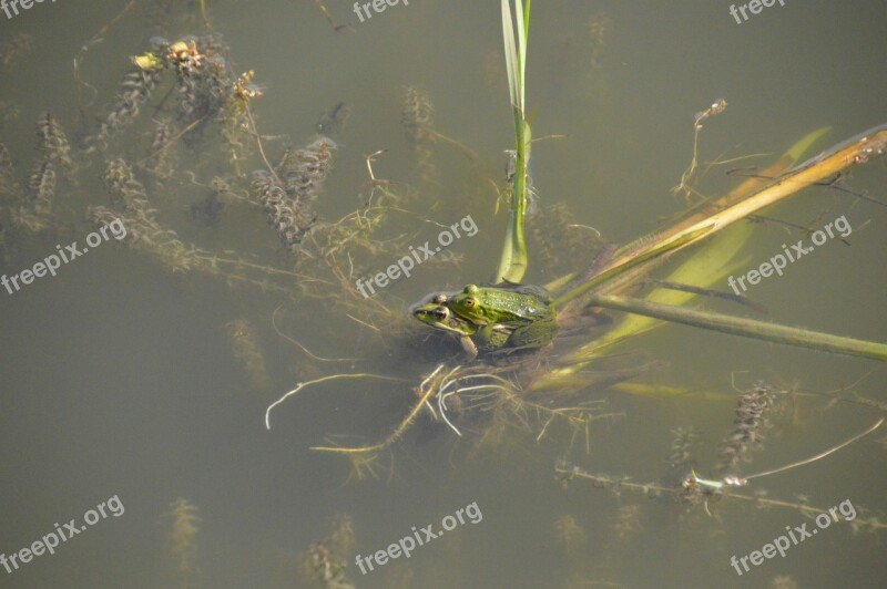 Frog Toad Amphibians Green Nature