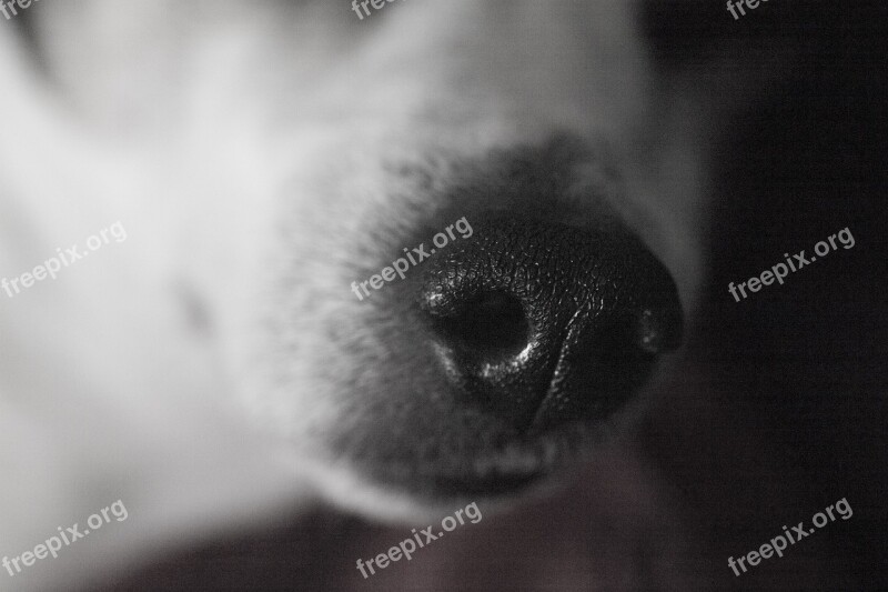 Nose Dog Animal Mammal Pet