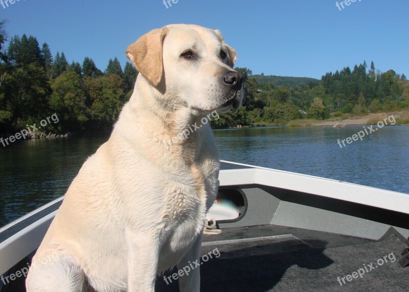 Dog Yellow Lab Labrador Retriever Retriever Outdoor