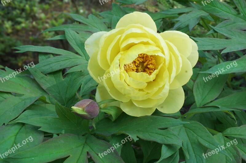 Peony Flower Yellow Bloom Spring