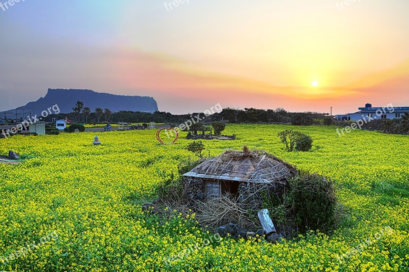 Shiroyama Hiji Peak Jeju Island Rape Flowers Nature Spring