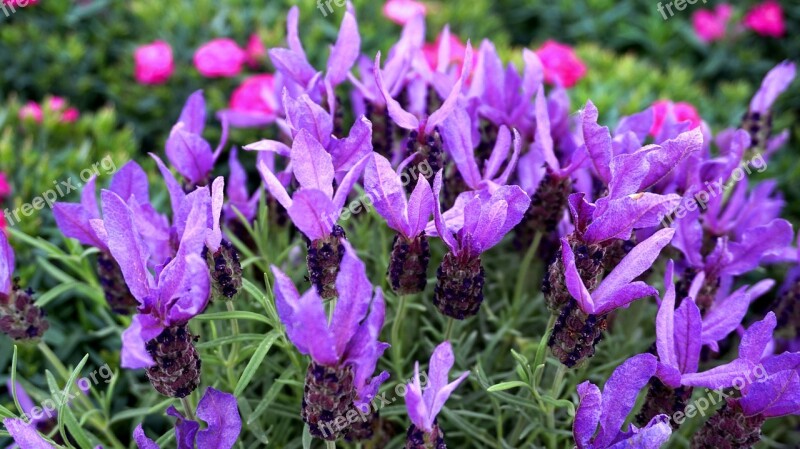 Lavender Blue Blossom Bloom Flower