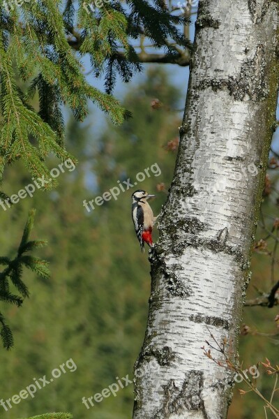 Great Spotted Woodpecker Bird Tree Birch Nature