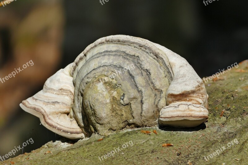 Tree Fungus Mushroom Forest Nature Log