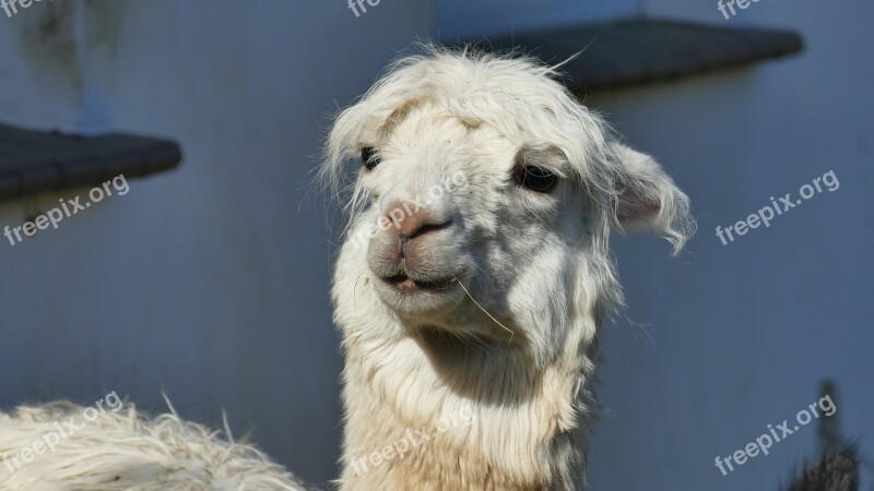 Alpaca Animal Fur Fluffy Mammal