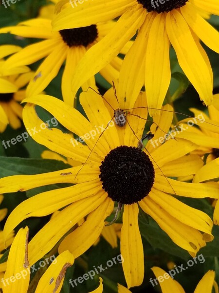 Garden Daddy Long Legs Yellow Flower Summer