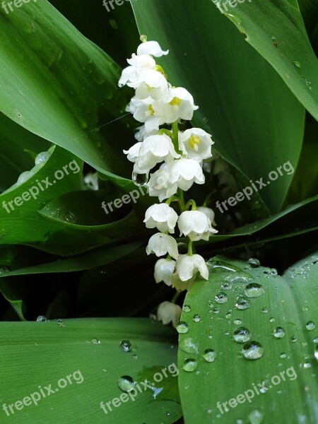 Lilly Valley White Flower Dew