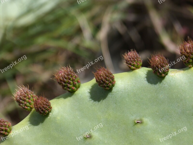 Shovel Prickly Pear Cactus Cactus Outbreak Skewers