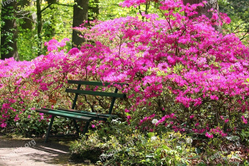 Azaleas Arboretum Park Spring Forest