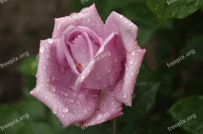 Rose Flower Blooms At Nature Romantic