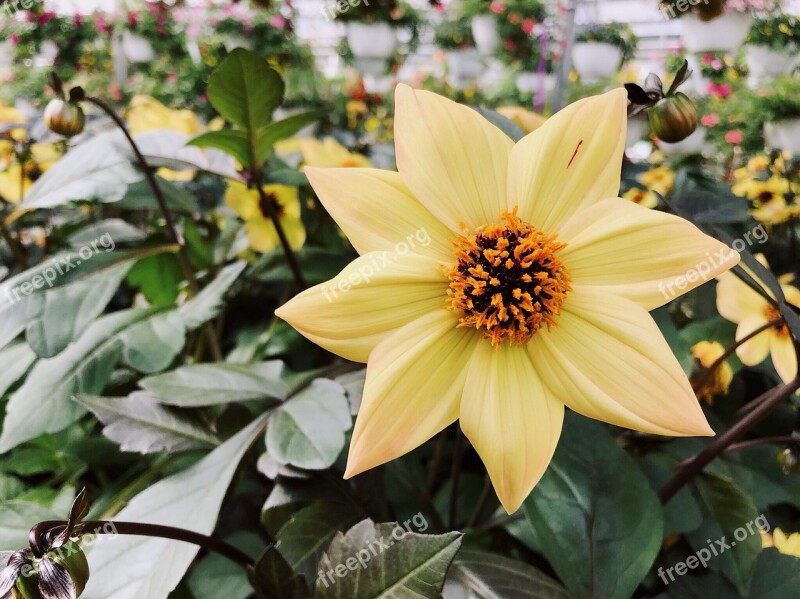 Flower Greenhouse Yellow Nature Bloom