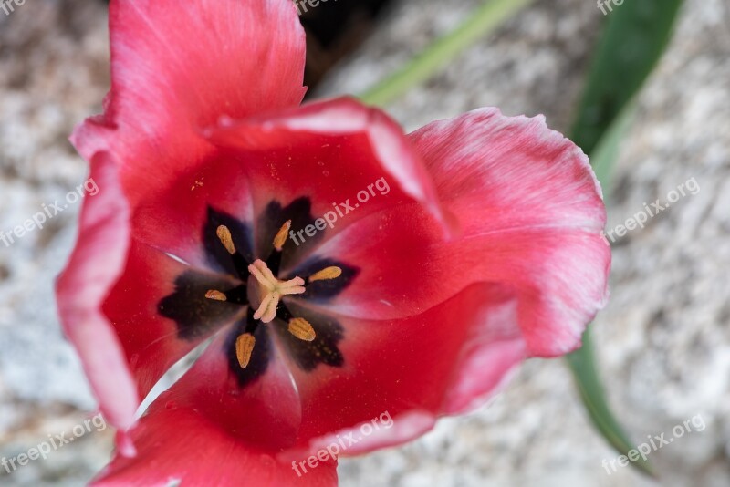 Tulip Blossom Bloom Pistil Petals