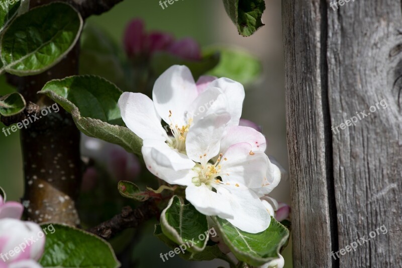 Flowers White Apple Tree Nature Garden