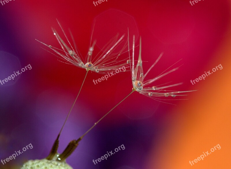 Dandelion Drops Water Wet Macro