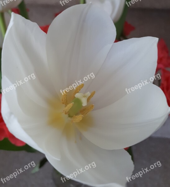 White Blossom Bloom Spring Free Photos