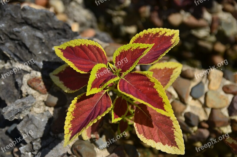 Flower Stone Rise Rock Yellow