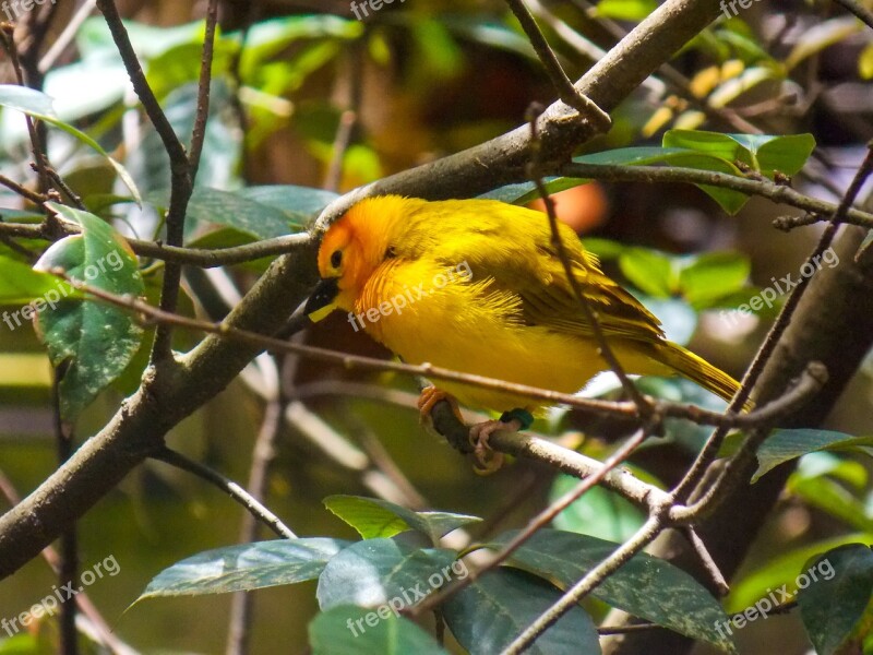 Bird Tree Yellow Orange Nature