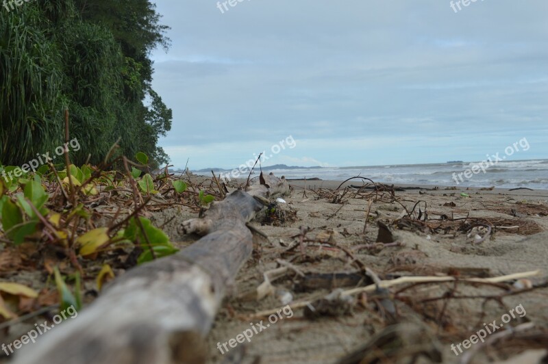 The Sea View Forest Wallpaper Wood