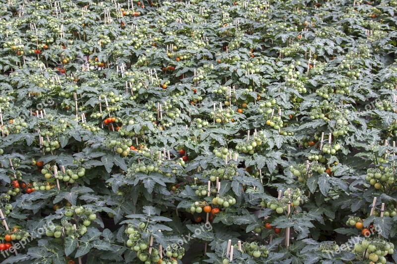 Tomato Solanum Greenhouse Blossom Bloom