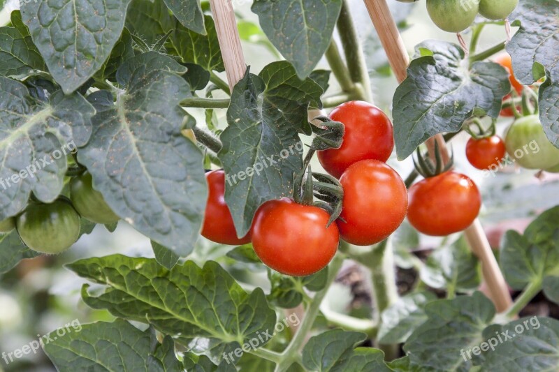 Tomato Solanum Greenhouse Blossom Bloom