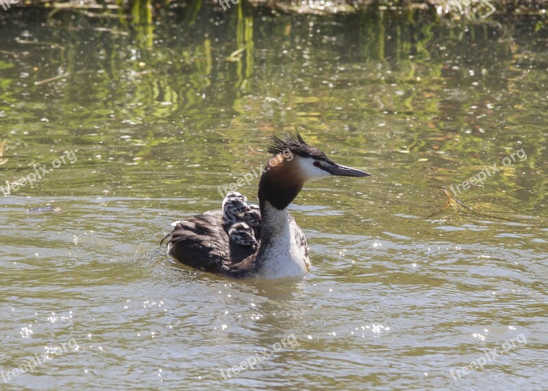 Great Crested Grebe Chicks Water Bird Water Swim