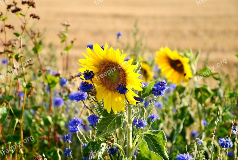 Sunflower Flowers Flower Yellow Nature