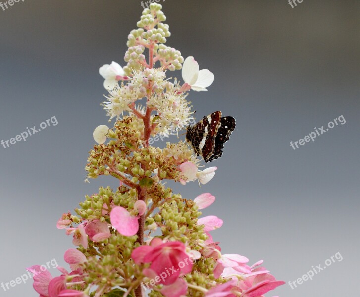 Butterfly Flowers Pink Bug Flower