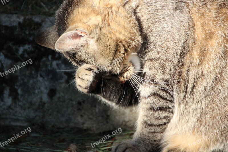 Cat Funny Pet Thoughtful Sweet