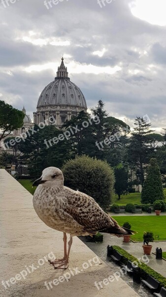 Rome Italy Seagull Vatican Dome