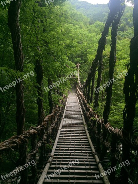 Bridge Nature Japan Forest Trees