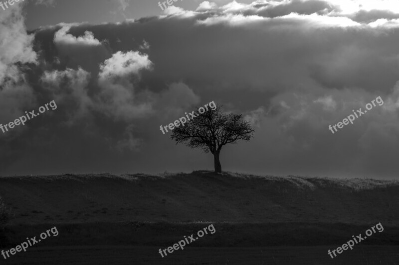 Tree Black White Dark Silhouette