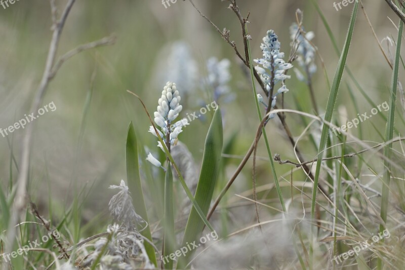 Blue Blue Flowers Early Morning Mountain Flowers Motley Grass