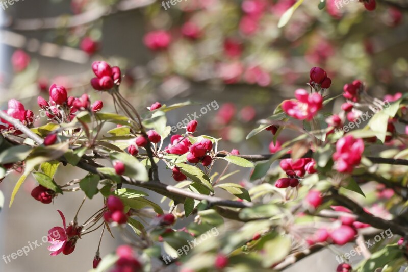 Spring Bloom Apple Blossoms Paradise Apple Raspberry