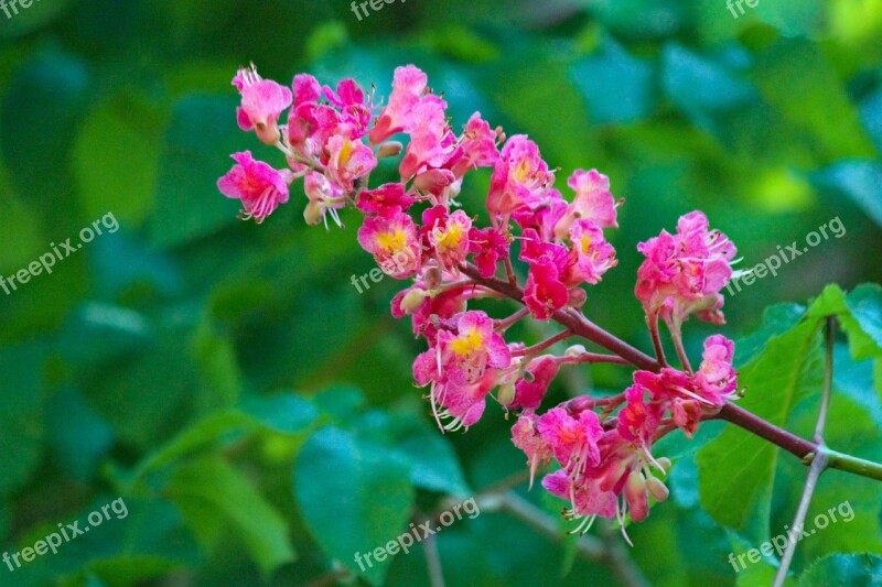 Flower Chestnut Ornamental Tree Spring