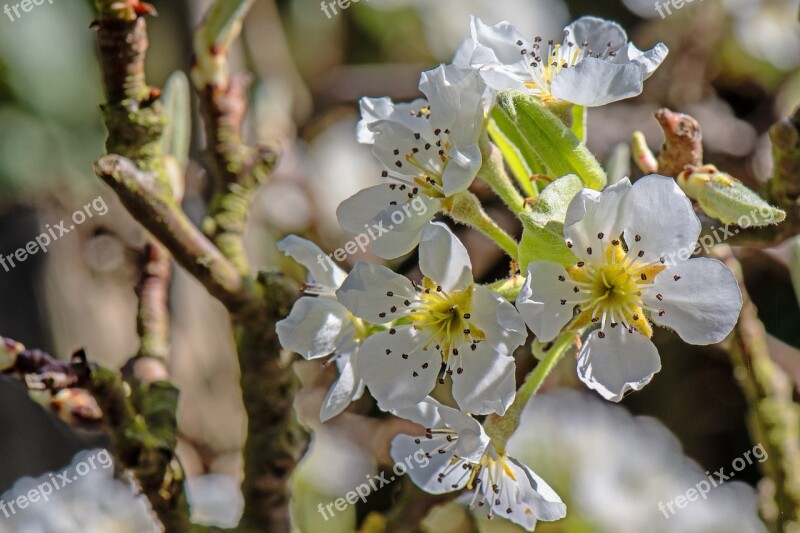 Blossom Bloom Spring Nature Free Photos