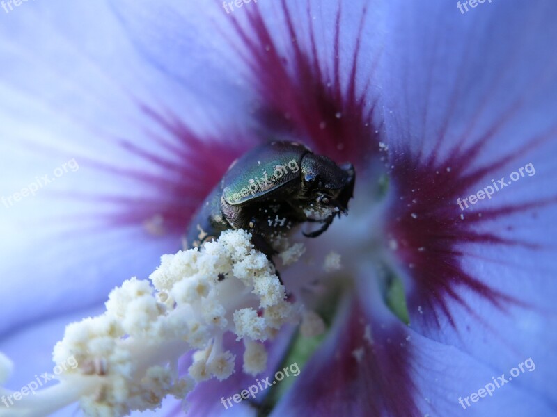 Copper Rose Beetle Common Rose Beetle Metallic Green Hibiscus