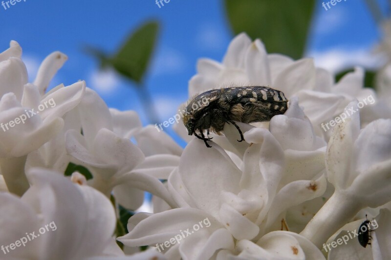 Grief Rose Beetle Oxythyrea Funesta Beetle Black Shiny