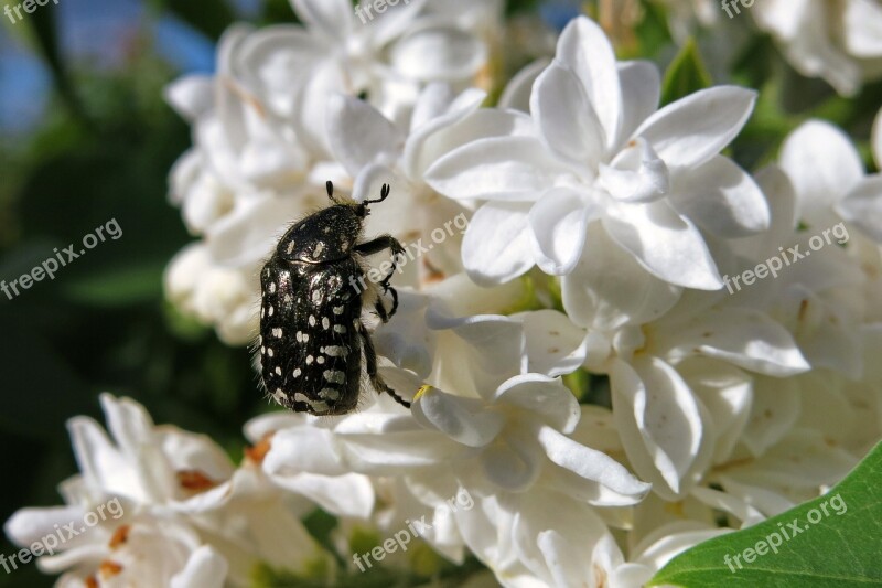 Grief Rose Beetle Oxythyrea Funesta Beetle Probe Black