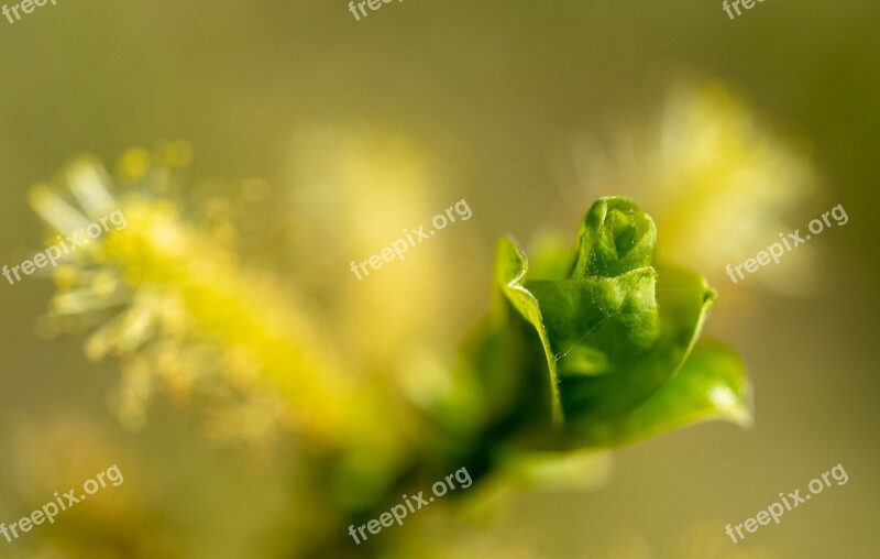 Flowers Macro Flower Plant Nature