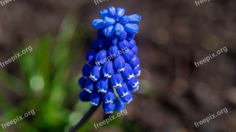 Flower Macro Nature Plant Bloom