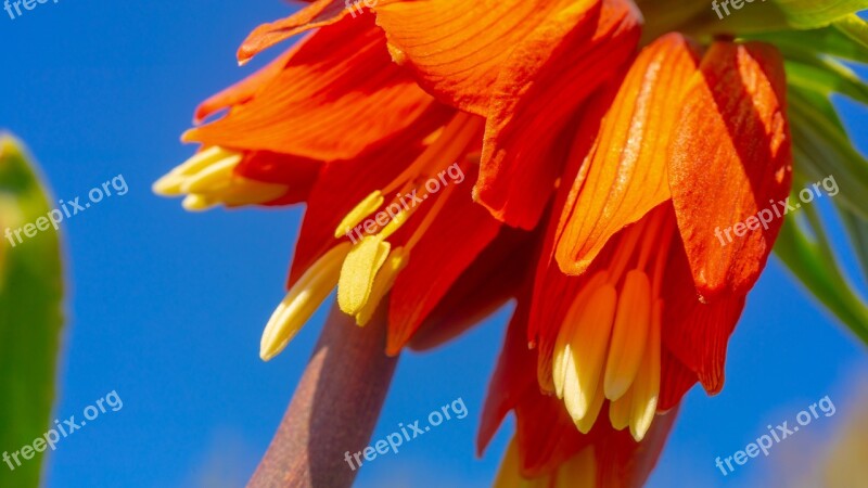 Flowers Macro Flower Nature Garden