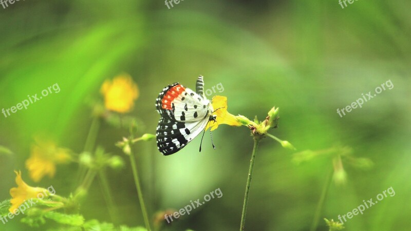 Kerala India Butterfly Flower Grass