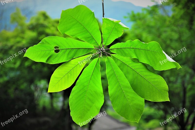 The Silver Magnolia Green Magnolia Tree The Leaves Free Photos