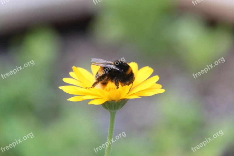 Bumblebee Insect Flower Summer Pollinator