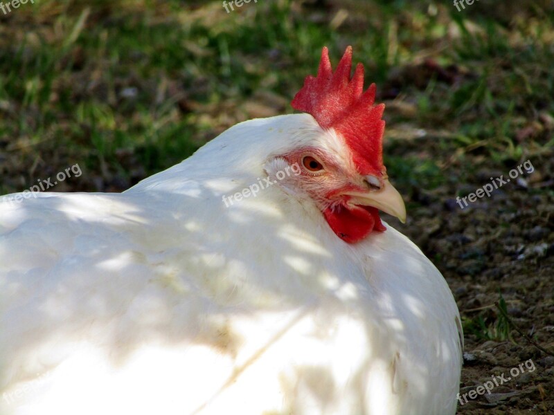 Hen Chicken Rest Pause White Chicken Mobile