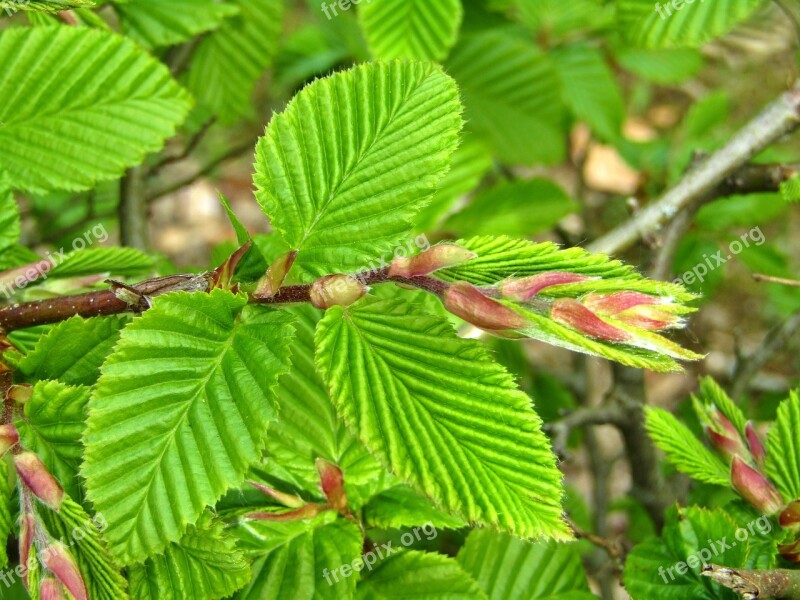 Beech Hedge Accounting Leaves Bud Go Up