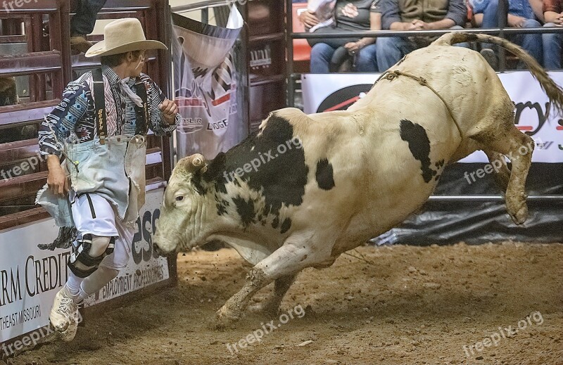 Bull Bull Rider Bull Riding Rodeo Competition